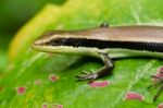 Skink On Leaf Stock Photo