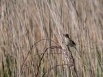 Reed Warbler (acrocephalus Scirpaceus) At Covehithe In Suffolk Stock Photo