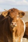 Brown Cows Stock Photo