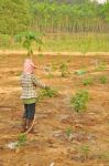 Agriculture Stock Photo