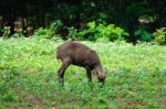 Portrait Of Deer Stock Photo