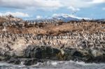 King Cormorant Colony Sits On An Island In The Beagle Channel. S Stock Photo