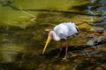 Fuengirola, Andalucia/spain - July 4 : Yellow-billed Stork (myct Stock Photo