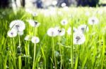 Dandelions Stock Photo