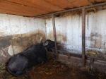 Buffalo Farm, Buffaloes Grazing In Open-air Cages  Stock Photo