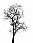 Dead Tree Without Leaves Isolated Stock Photo