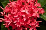 Ixora Stock Photo