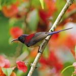 Male Black-throated Sunbird Stock Photo