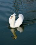 Swan Stock Photo