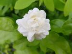 Jasminum Sambac Jasmine Stock Photo