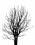 Dead Tree Without Leaves Isolated Stock Photo