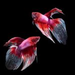 Betta Fish On Black Stock Photo