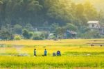 Close Up Rice Fields On Terraced Of Yellow Green Rice Field Landscape Stock Photo