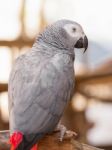 African Grey Parrot Stock Photo