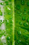 Dew On A Green Leaf Beautifully Detailed Stock Photo