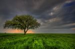 A Spring Tree Stock Photo