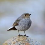 Female Plumbeous Redstart Stock Photo