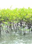 Green Mangrove Forest On Sea Level Stock Photo