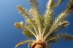 Palm Trees Stock Photo