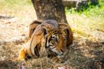 Bengal Tiger Stock Photo