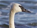 Postcard With A Trumpeter Swan Swimming In Lake Stock Photo