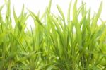 Green Grass In A Spring Field Stock Photo