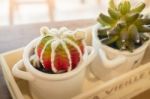 Small Cactus Pots On Wooden Table Stock Photo