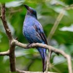 Asian Fairy Bluebird Stock Photo