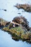 Raccoon Dog On A Hummock On A Swamp Stock Photo