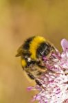 Buff-tailed Bumblebee (bombus Terrestris Subsp. Lusitanicus) Stock Photo