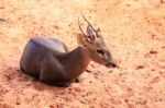 Brown Hog Deer Laying Stock Photo