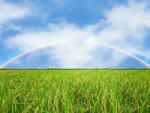 Rice Field Stock Photo