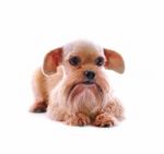 Shih Tzu Dog Stock Photo