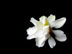 Gardenia Flower Isolated On Black Background Stock Photo