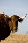 Brown Cow Stock Photo