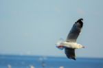 Seagull Is Gliding Over The Sea Stock Photo