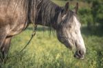 Grey Horse In The Green Field Stock Photo