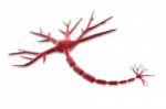 Neuron On White Background Stock Photo