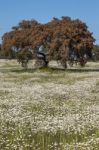 Spring Landscape In Alentejo Stock Photo