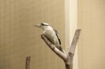 Kookaburra Gracefully Sitting In A Tree Stock Photo