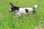 Springer Spaniel Running Through A Buttercup Field Stock Photo