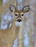 Beautiful Portrait Of A Cute Wild Deer In The Forest Stock Photo