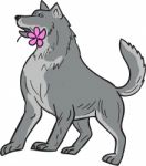 Timber Wolf Holding Plumeria Flower Drawing Stock Photo