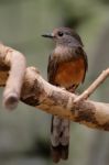 Fuengirola, Andalucia/spain - July 4 : White-rumped Shama (copsy Stock Photo