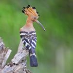 Eurasian Hoopoe Stock Photo