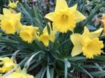 Narcissus In The Garden Stock Photo