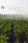 Irrigation Of Corn Field Stock Photo