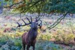 The Deer Of Richmond Park Stock Photo