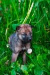 Gray Wolf Cubs In A Grass Stock Photo