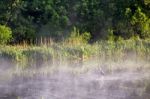 Heron On Misty Morning On The River Stock Photo